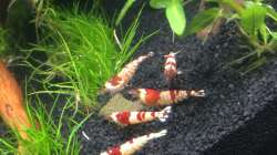 Caridina cf. cantonensis - Red bee