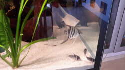 Besatz im Aquarium Südamerika