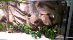 Aquarium Südamerika