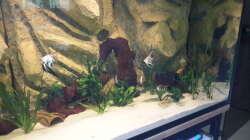 Besatz im Aquarium Südamerika