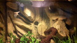 Besatz im Aquarium Südamerika