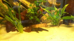 Besatz im Aquarium Südamerika