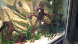 Besatz im Aquarium Südamerika