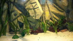 Pflanzen im Aquarium Südamerika