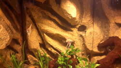 Besatz im Aquarium Südamerika