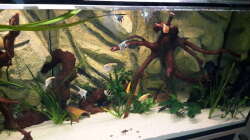 Besatz im Aquarium Südamerika