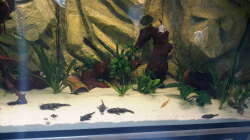 Besatz im Aquarium Südamerika