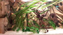 Aquarium Südamerika