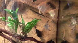 Aquarium Südamerika