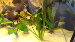 Besatz im Aquarium Südamerika