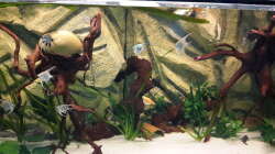 Besatz im Aquarium Südamerika