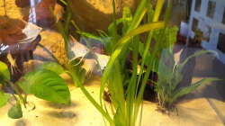 Besatz im Aquarium Südamerika