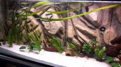 Aquarium Südamerika