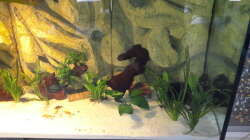 Pflanzen im Aquarium Südamerika