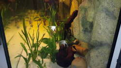 Besatz im Aquarium Südamerika