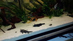 Besatz im Aquarium Südamerika