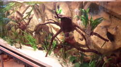 Aquarium Südamerika