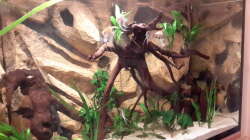 Aquarium Südamerika