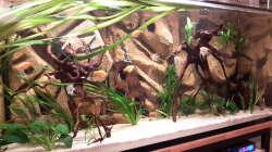 Aquarium Südamerika