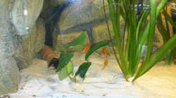 Besatz im Aquarium Südamerika