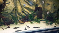 Besatz im Aquarium Südamerika