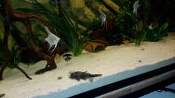 Besatz im Aquarium Südamerika