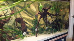 Aquarium Südamerika