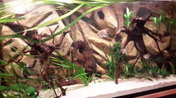 Aquarium Südamerika