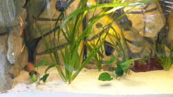 Pflanzen im Aquarium Südamerika