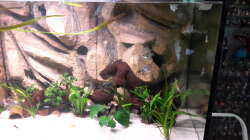 Aquarium Südamerika