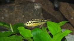 Paralabidochromis Rock Kribensis