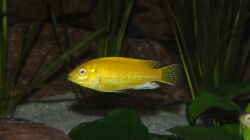 Labidochromis Cearuleus Yellow