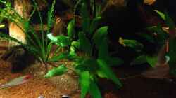 Pflanzen im Aquarium Kleines Stück Südamerika
