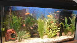 Aquarium Becken 3145