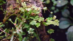 Ficus quercifolia u.a. an Korkeichenast