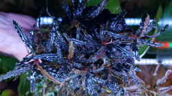 Bucephalandra Black Catherineae 