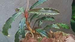 Bucephalandra Kedagang