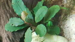 Bucephalandra Theia green