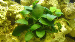 Pflanzen im Aquarium Becken 3149