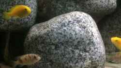Besatz im Aquarium Stone biotope of Mbunas