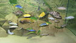 Besatz im Aquarium Ein Stück Malawisee