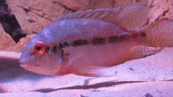 Besatz im Aquarium Wildes Wohnzimmer ( Nur noch als Beispiel)