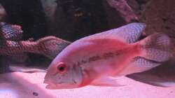 Besatz im Aquarium Wildes Wohnzimmer ( Nur noch als Beispiel)