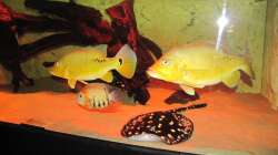Besatz im Aquarium Wildes Wohnzimmer ( Nur noch als Beispiel)