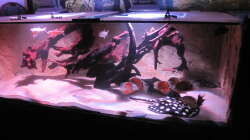 Besatz im Aquarium Wildes Wohnzimmer ( Nur noch als Beispiel)