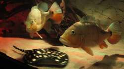 Besatz im Aquarium Wildes Wohnzimmer ( Nur noch als Beispiel)