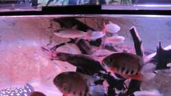 Besatz im Aquarium Wildes Wohnzimmer ( Nur noch als Beispiel)