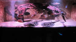 Besatz im Aquarium Wildes Wohnzimmer ( Nur noch als Beispiel)