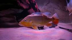 Besatz im Aquarium Wildes Wohnzimmer ( Nur noch als Beispiel)