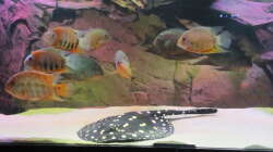 Besatz im Aquarium Wildes Wohnzimmer ( Nur noch als Beispiel)